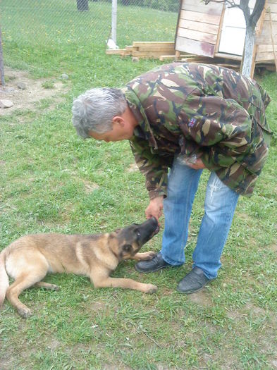 la 6 luni - malinois ciobanesc belgian