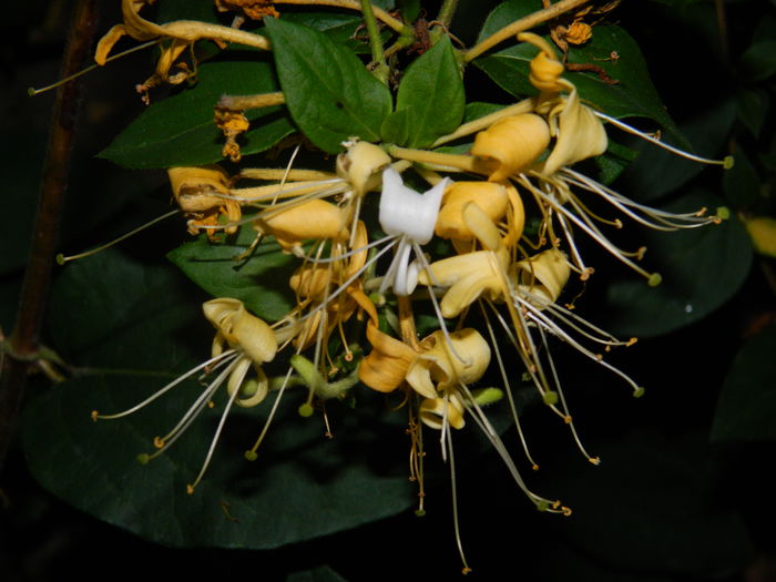 DSCN8507 - IUNIE_2_2014