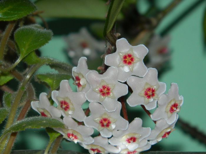 DSCN8512 - IUNIE_2_2014