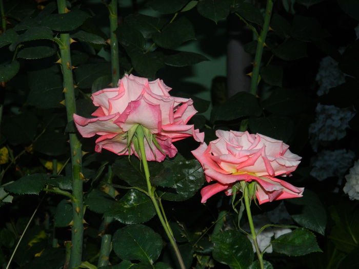 DSCN8519 - IUNIE_2_2014