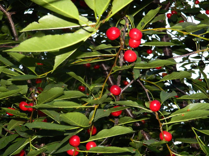 DSCN8520 - IUNIE_2_2014