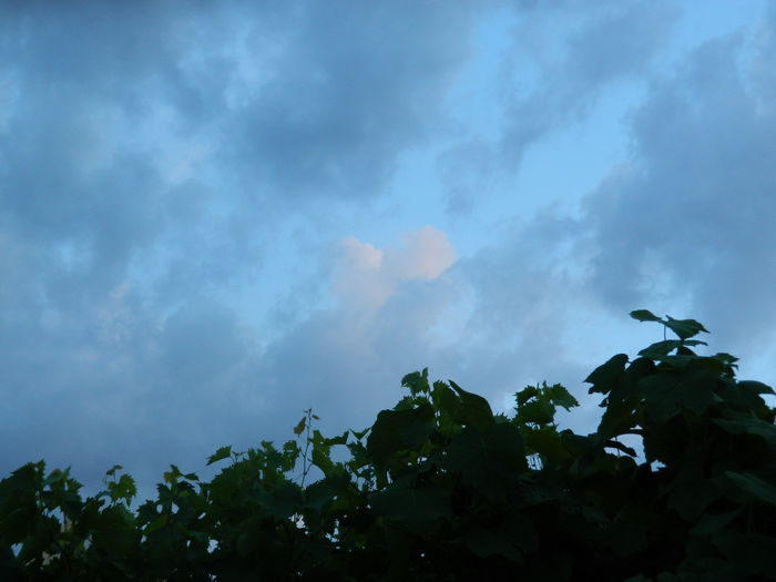 DSCN8522 - IUNIE_2_2014