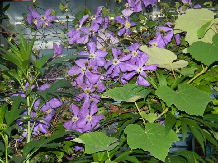 DSCN8544 - IUNIE_2_2014