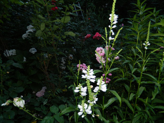 DSCN8551 - IUNIE_2_2014