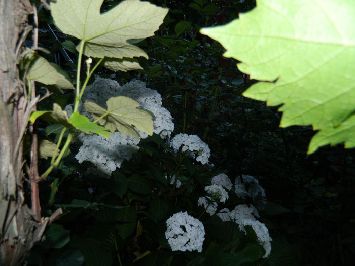 DSCN8552 - IUNIE_2_2014