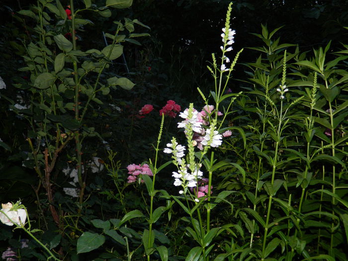 DSCN8564 - IUNIE_2_2014
