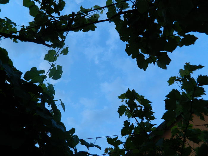 DSCN8568 - IUNIE_2_2014