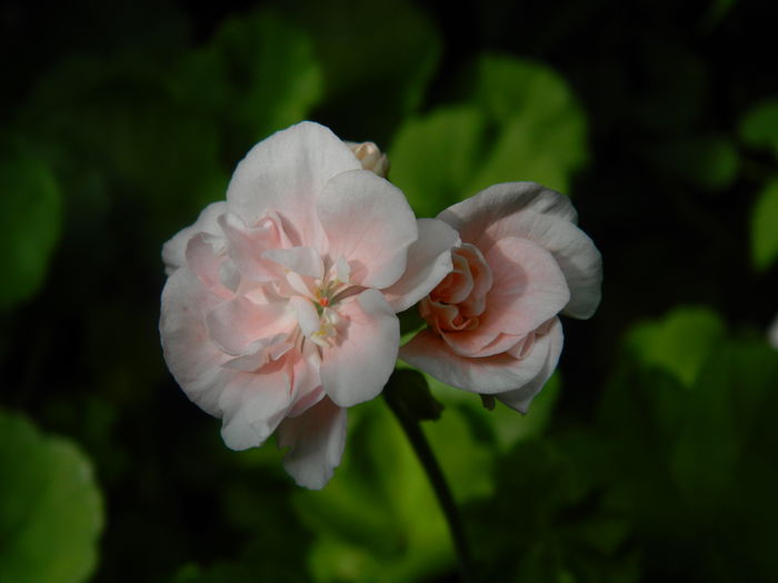 DSCN8582 - IUNIE_2_2014