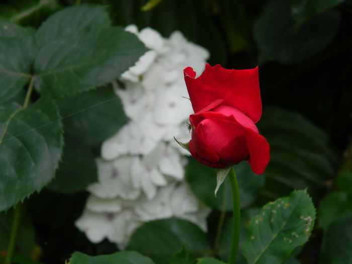 DSCN8585 - IUNIE_2_2014