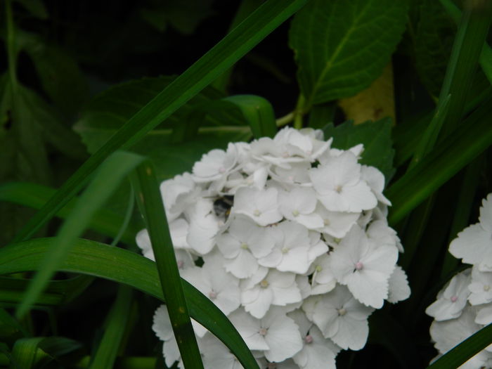 DSCN8587 - IUNIE_2_2014