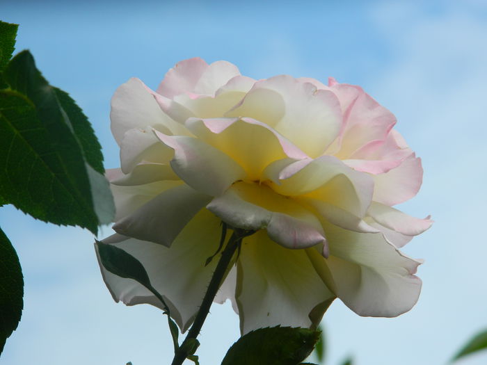DSCN8589 - IUNIE_2_2014