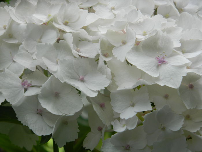 DSCN8591 - IUNIE_2_2014