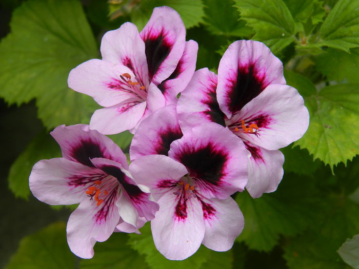 DSCN8594 - IUNIE_2_2014