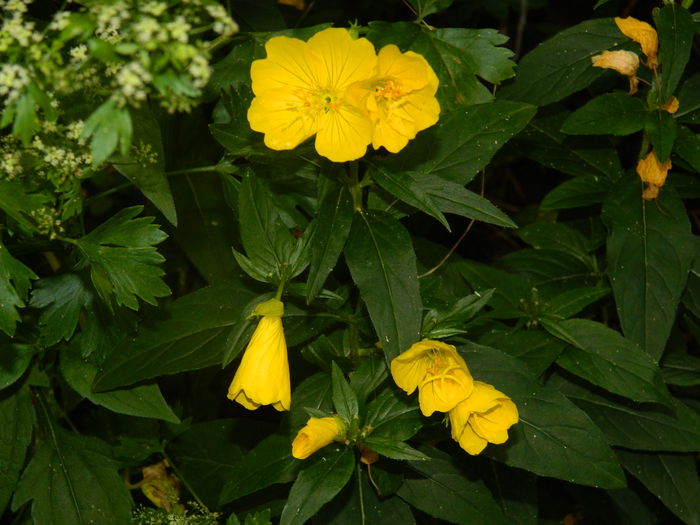 DSCN8599 - IUNIE_2_2014