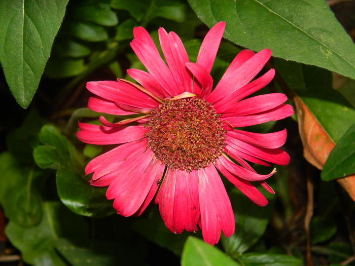 DSCN8600 - IUNIE_2_2014