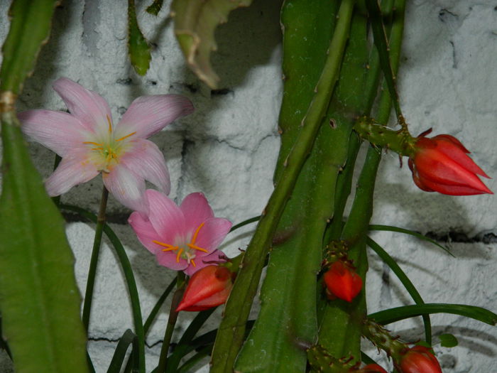 DSCN8601 - IUNIE_2_2014