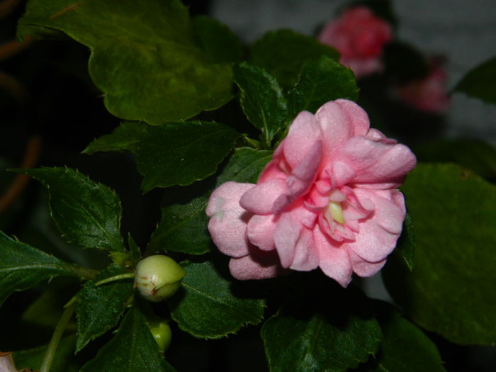 DSCN8604 - IUNIE_2_2014