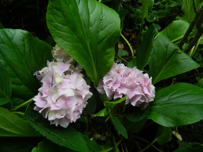 DSCN8610 - IUNIE_2_2014