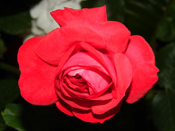 DSCN8612 - IUNIE_2_2014