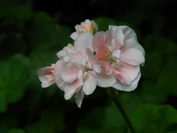 DSCN8615 - IUNIE_2_2014