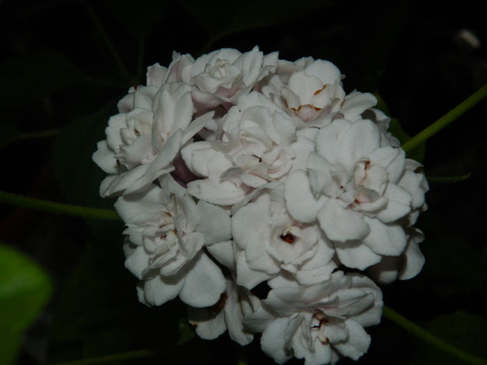 DSCN8616 - IUNIE_2_2014