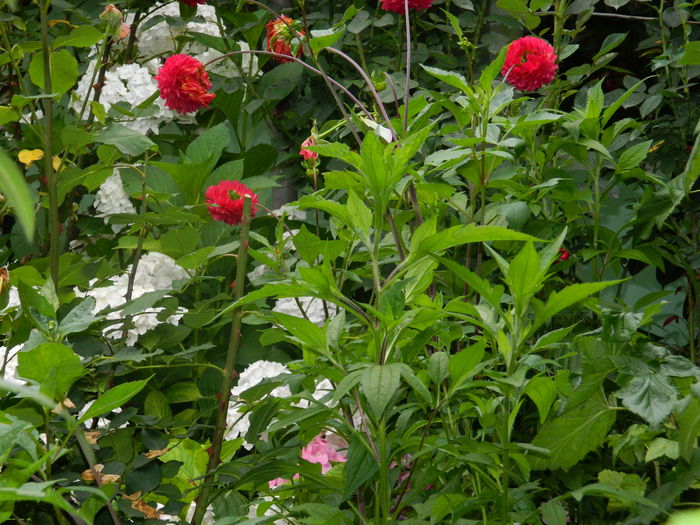 DSCN8618 - IUNIE_2_2014