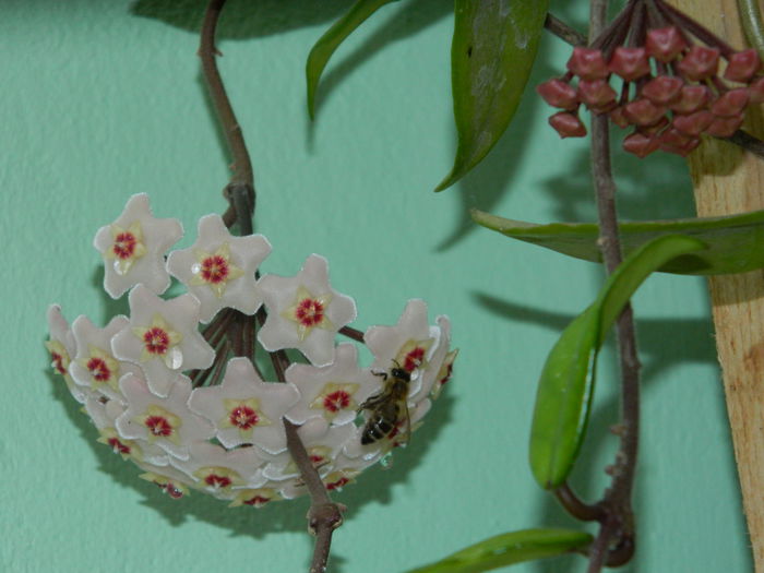 DSCN8636 - IUNIE_2_2014