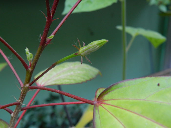 DSCN8643 - IUNIE_2_2014