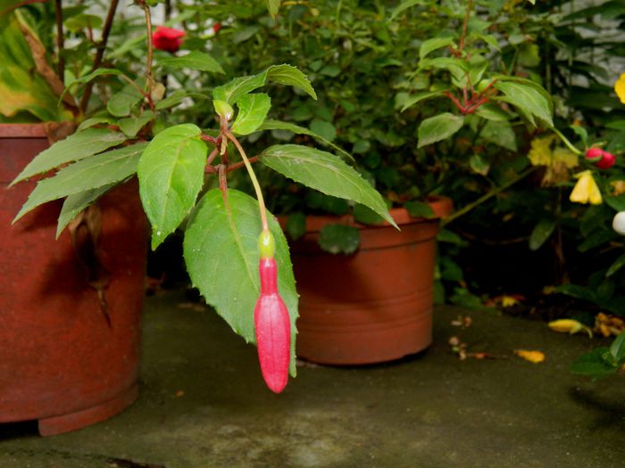 DSCN8651 - IUNIE_2_2014