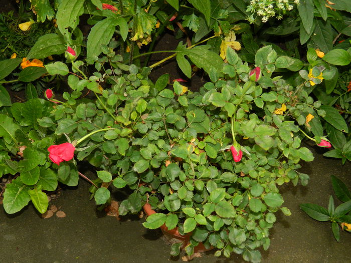 DSCN8653 - IUNIE_2_2014