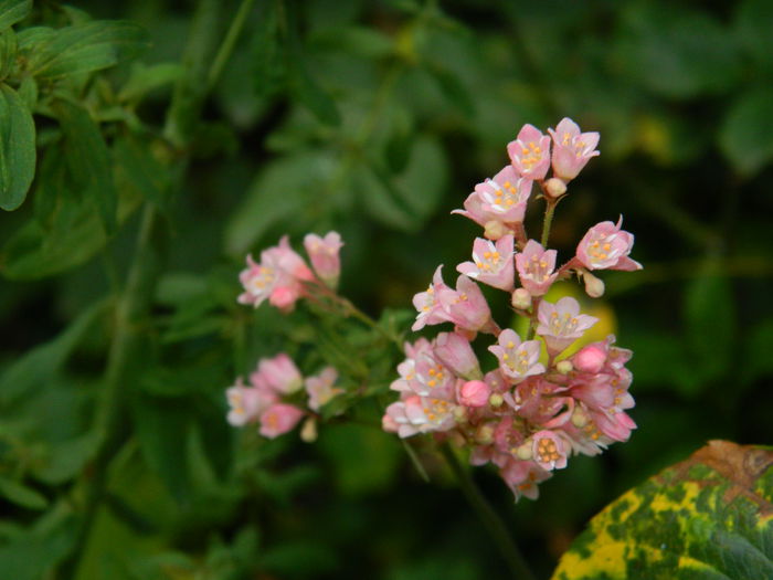 DSCN8666 - IUNIE_2_2014