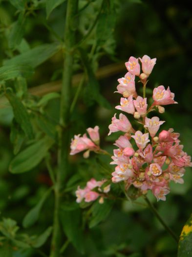 DSCN8667 - IUNIE_2_2014