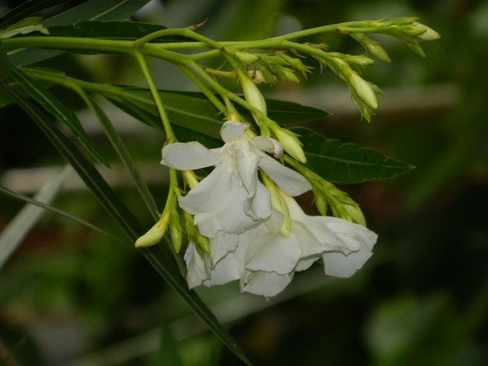 DSCN8693 - IUNIE_2_2014