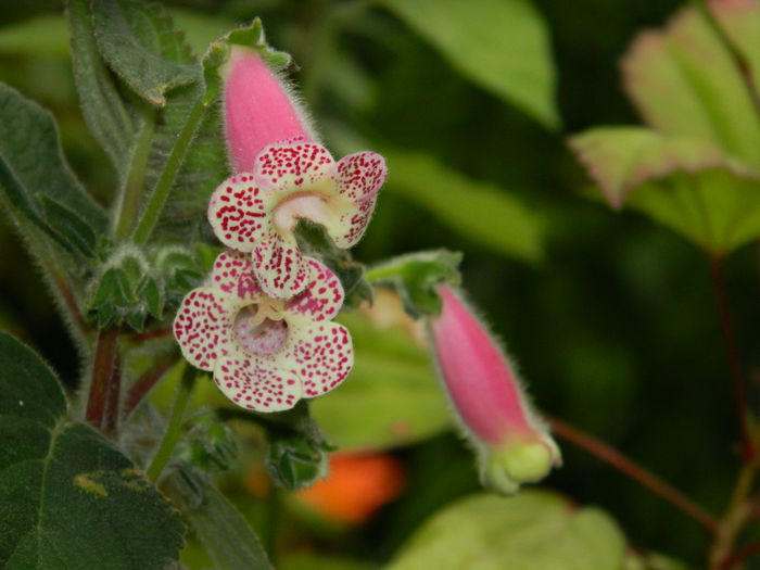 DSCN8695 - IUNIE_2_2014