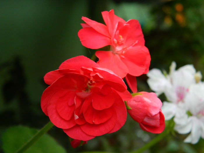 DSCN8699 - IUNIE_2_2014