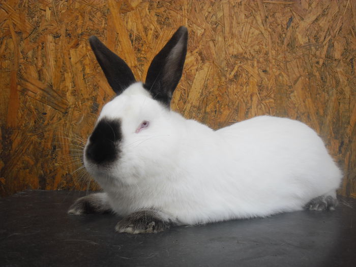 SAM_1798 - CALIFORNIENI