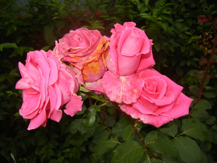 Rose Pink Peace (2014, June 04)