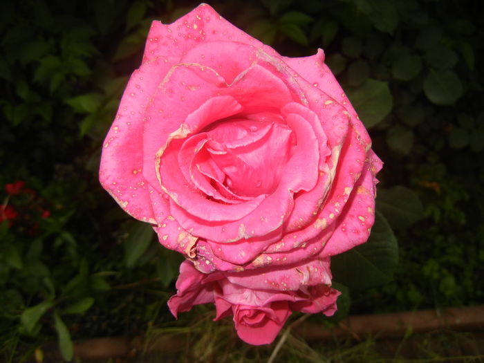 Rose Pink Peace (2014, June 04)