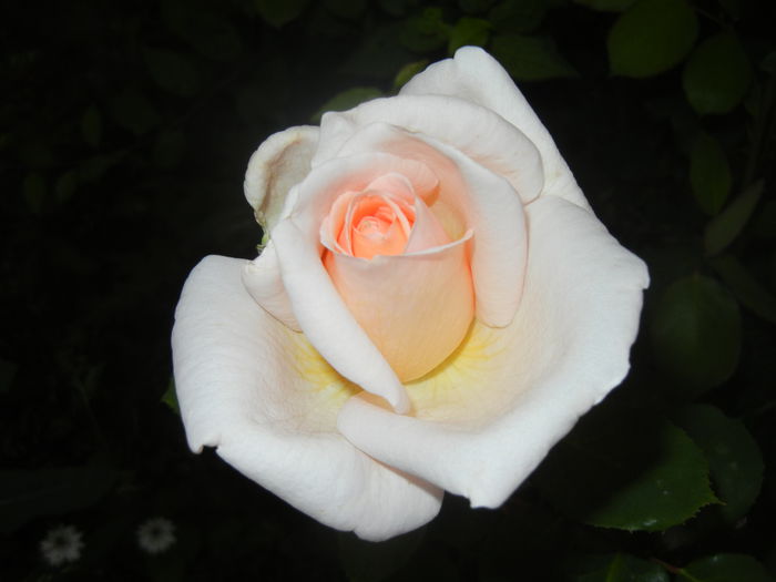 Rose Adriana (2014, June 06)