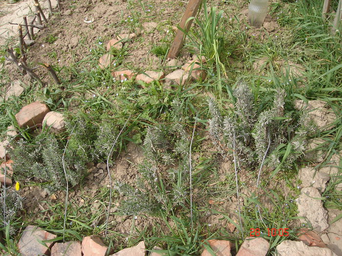 28april2013 - Lavanda officinalis