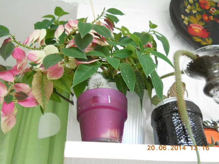 008 - IUNIE 2014