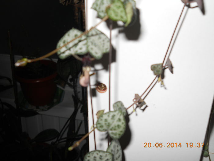 ceropegia - IUNIE 2014
