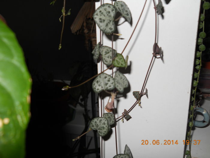 017 - IUNIE 2014