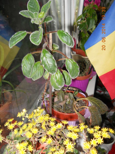 028 - IUNIE 2014