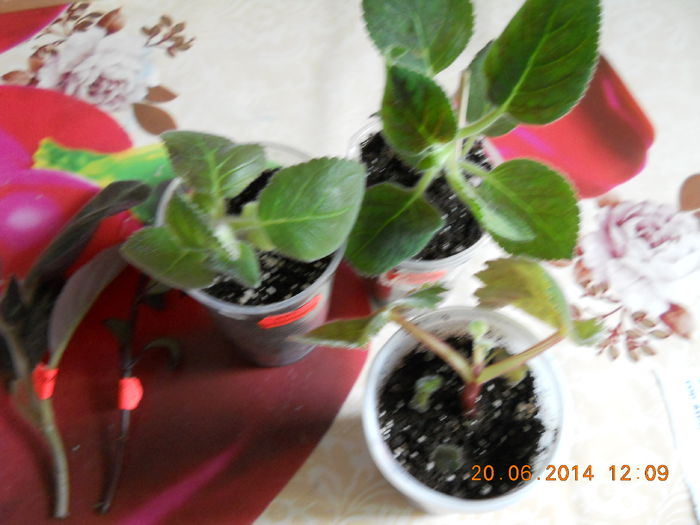 de la Sini - ACHIZITII 2014