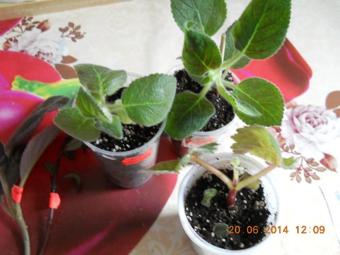 003 - ACHIZITII 2014