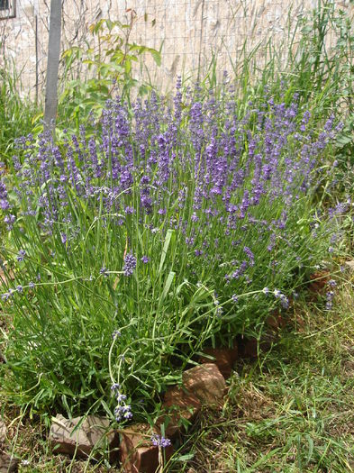 20 iunie 2014 - Lavanda officinalis