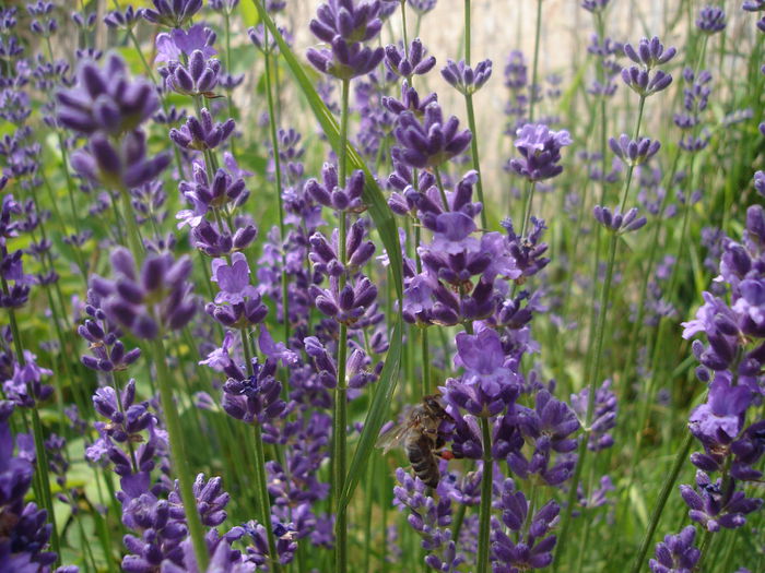 20 iunie 2014 - Lavanda officinalis