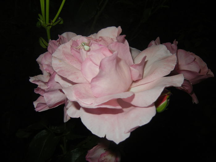 Rose Queen Elisabeth (2014, June 06)