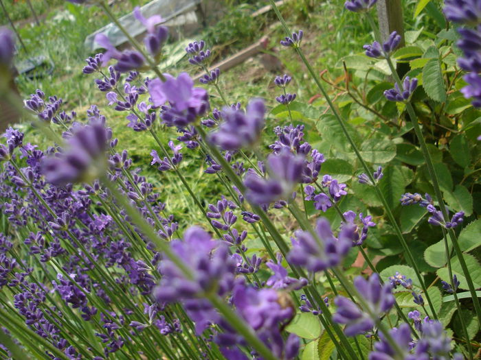 20 iunie 2014 - Lavanda officinalis